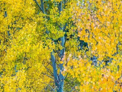 Ted The Shed, Chapter 34 (Final) - A Natural Memorial