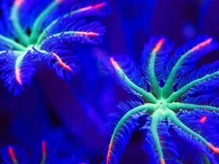 Telepathic Connection Reach Anyone, Anywhere While You Sleep