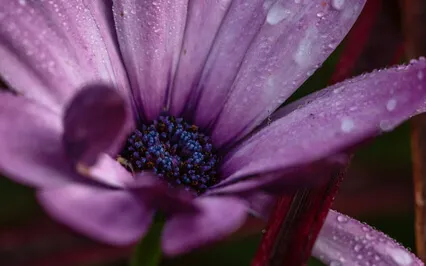 Temperance Meditation