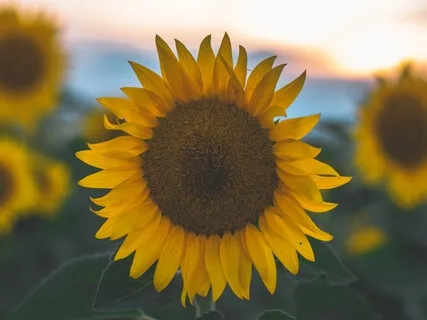 Awareness Of Attention With The Breath