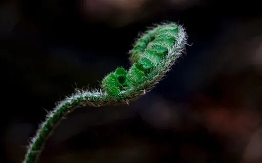 Ten Minute Talk - Do Nothing: The "Can't Go Wrong" Meditation