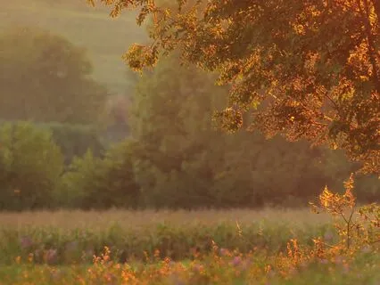 Ten Minute Walking Meditation