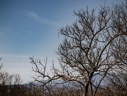 Ten Minutes Of Bird Sounds