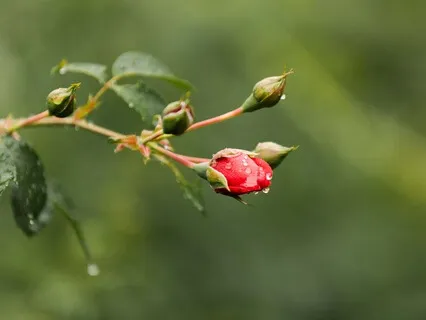 Ten Minutes Of Crickets-An Upstate NY Summer Evening ASMR