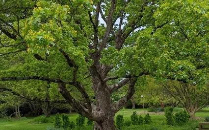 Tender Self Compassion 