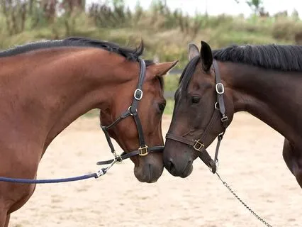 Tenderness – A Path To Wholeness