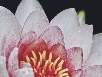 Tenderness Meditation