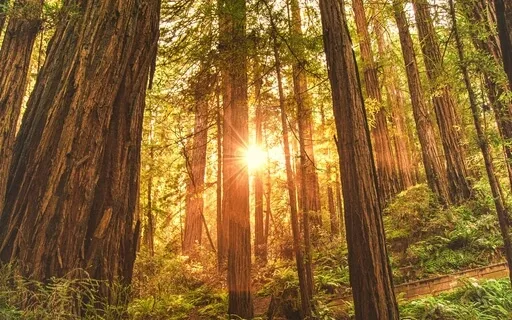 Tenderness With The Self