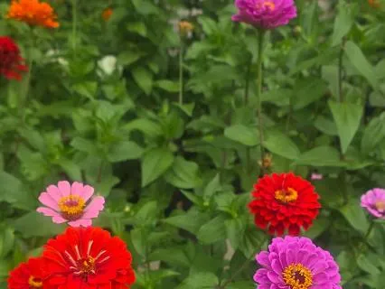 Tending Our Gardens: Somatic Visualization Meditation