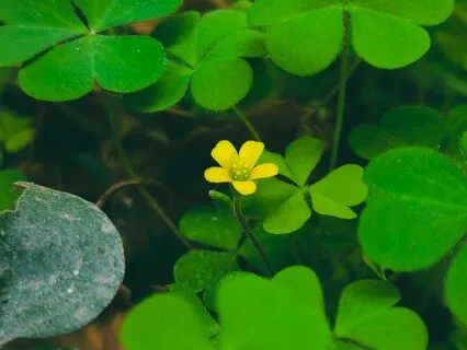 Tending The Inner Field: A Meditation On Karma And Choice