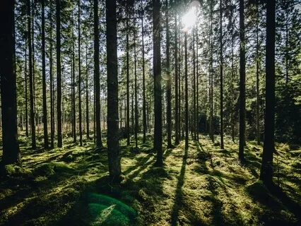Tending To Our Forest Of Beliefs