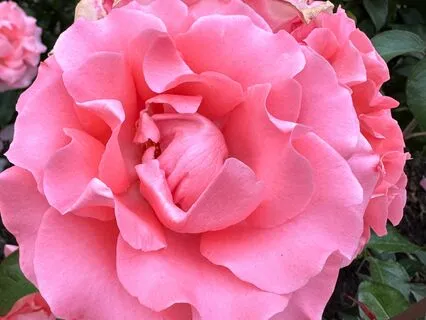 Tending To The Heart: A Practice Of Loving Kindness