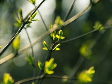 Tending To Your Inner Spring