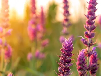 Tending Your Mind Like A Garden