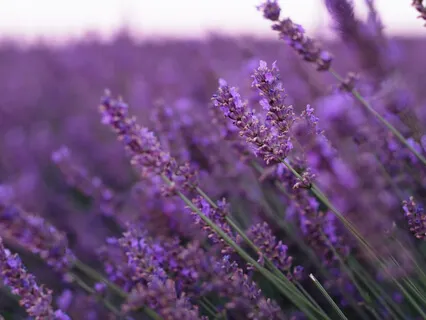 Terminando o Dia de Forma Consciente