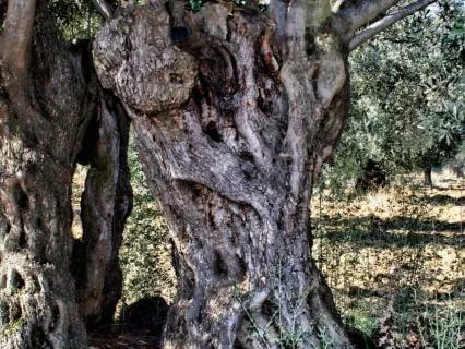 Teshuvah: Embodying Sacred Return