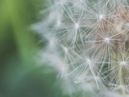 Tethered And Free · Morning Four Directions Grounding