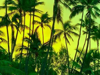 Thai Rainforest Trance