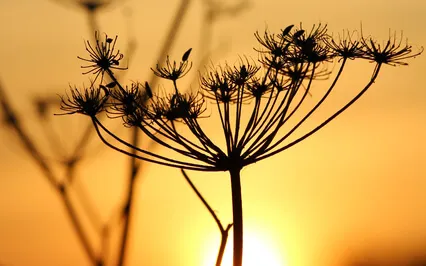 Thank You Affirmations - Manifest With Gratitude 