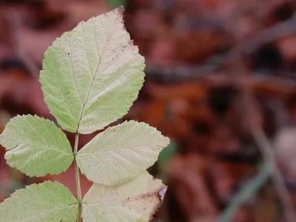 Thank You For This Day Chant