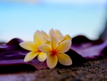 Thank You, I’m Sorry, Please Forgive Me, I Love You