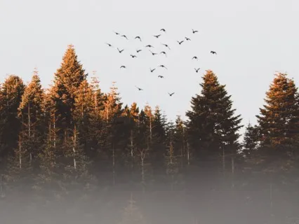 Thank You: Finding Gratitude In Everyday