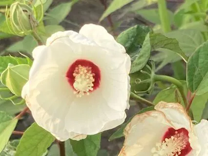 Thankfulness Gratitude Meditation Beginning With Quotes