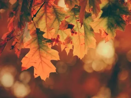 Thanksgiving Affirmations