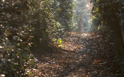 Thanksgiving Of Deliverance By God Psalm 18:1-50 Meditation 