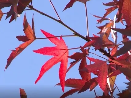 Thanksgiving Week Meditation For Gratitude