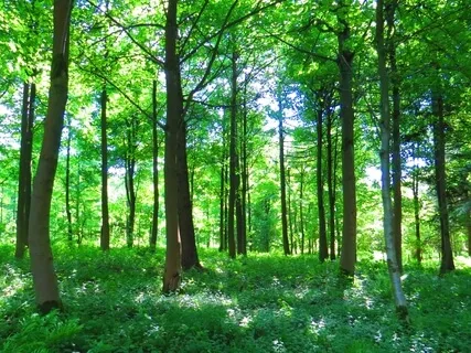 That Voice... You Know The One