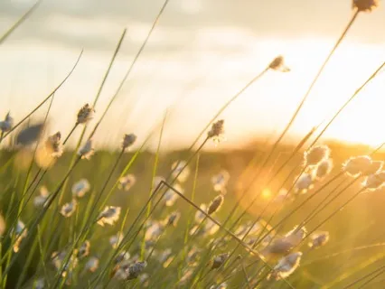 The 1-Minute Meditation