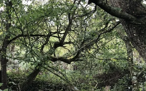 The 3 Minute Breathing Space