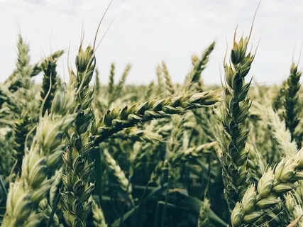 The Four Prosperity Keys