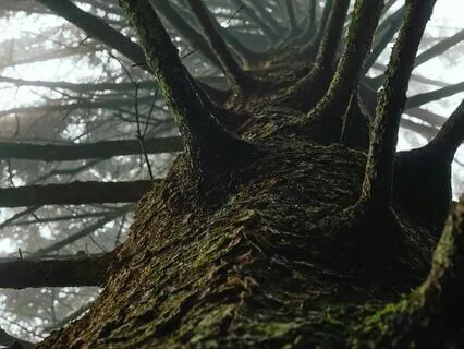 The 4 Most Important Mindfulness Tools