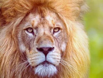 The 5 Dimensions Of The Heroic Heart