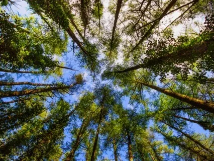 The 5 Koshas Meditation