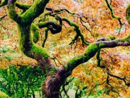 The 7 Chakras - Throat Chakra - Speak Your Reality Into Being (741Hz)