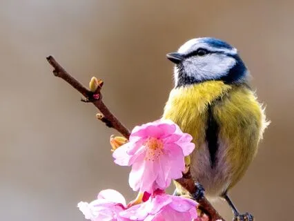 The 7 Minute Sound Bath: A Gentle Reset