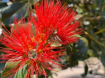 The Abundant Ordinary