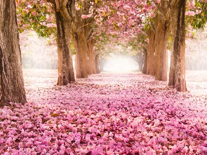 The Affluence And Influence Of Adversity