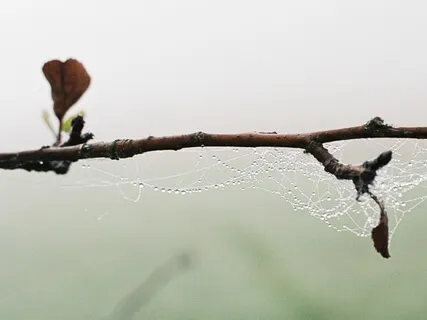 The Agony Of An Untold Story - Maya Angelou's Divine And Inspiring Words