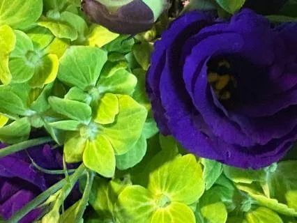 The Ajna & El Arcoíris El Sur'