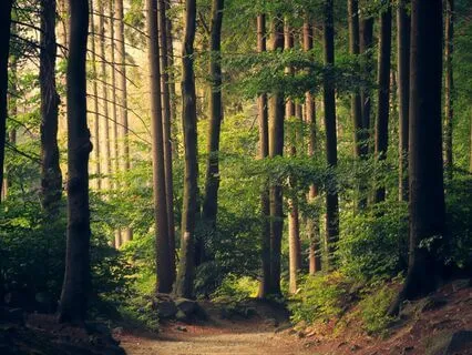 The Alchemical Mix#1 | Earth | Slow-Flow Vinyasa