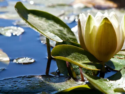 The Alchemy Of Awareness