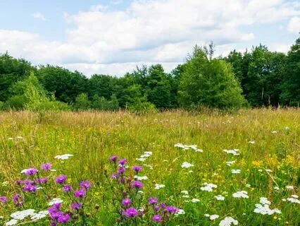 The Alien Encounter: Bedtime Story