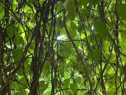 The Anahata @ Avalon | The Heart Of Earth Mother