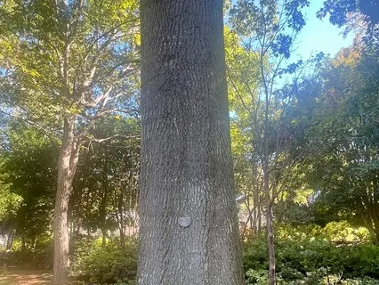 The Ancestral Tree: I  Am Held