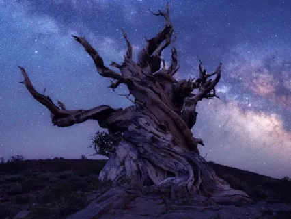 The Ancient Tree Of Knowledge