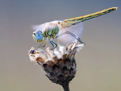 The Angel and The Dragonfly